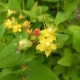 ヒぺリカム。黄色い花から赤い実への変化が楽しい。